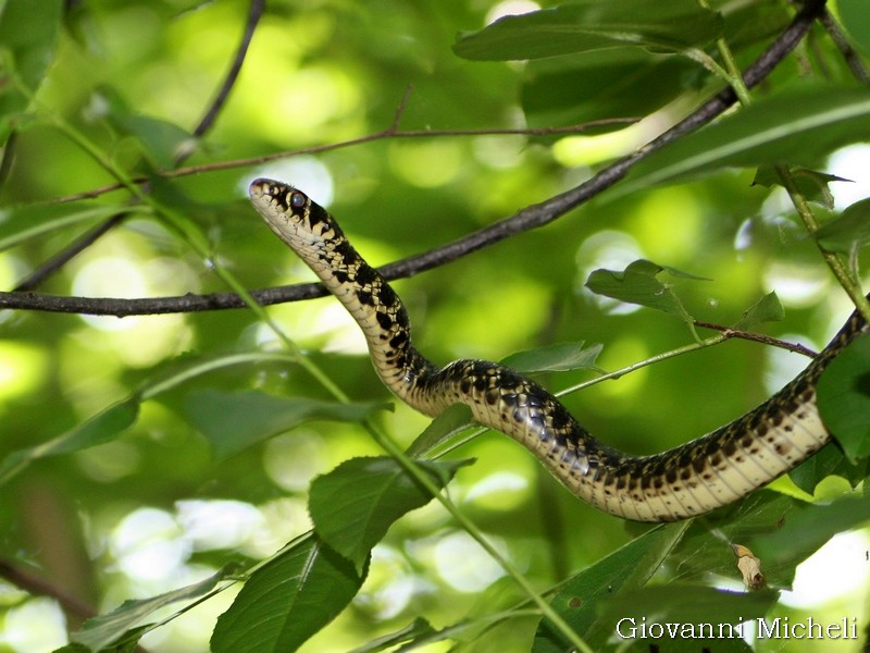 Hierophis viridiflavus